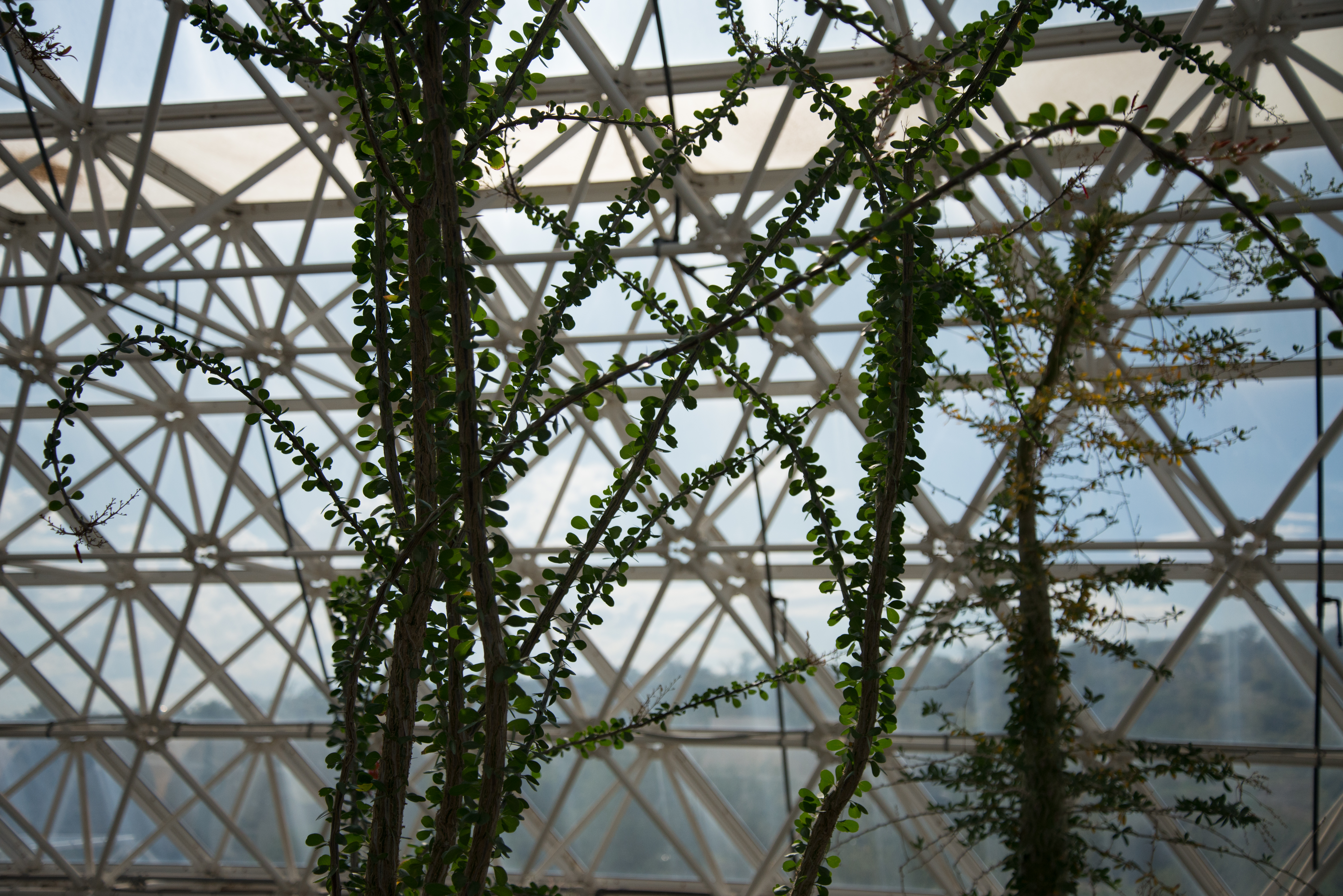 Image of vines growing inside Biosphere 2 with sky in the background 