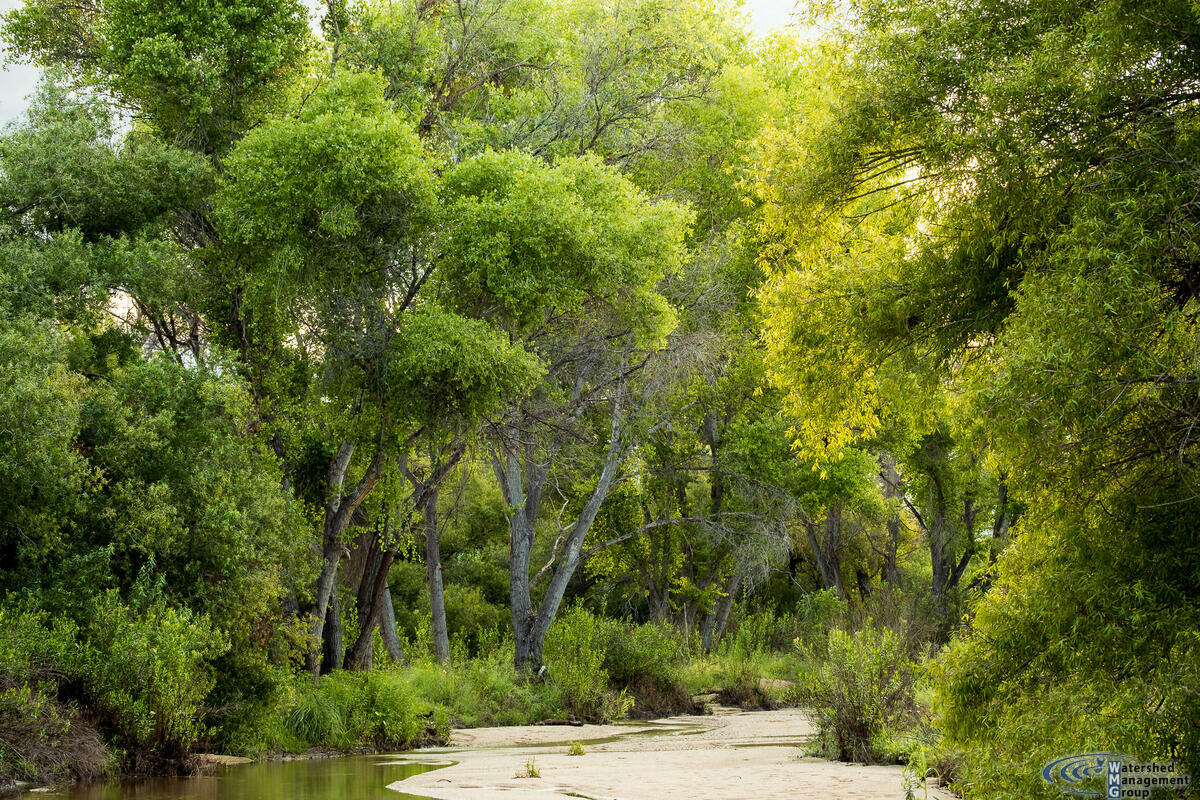 Tanque Verde Creek