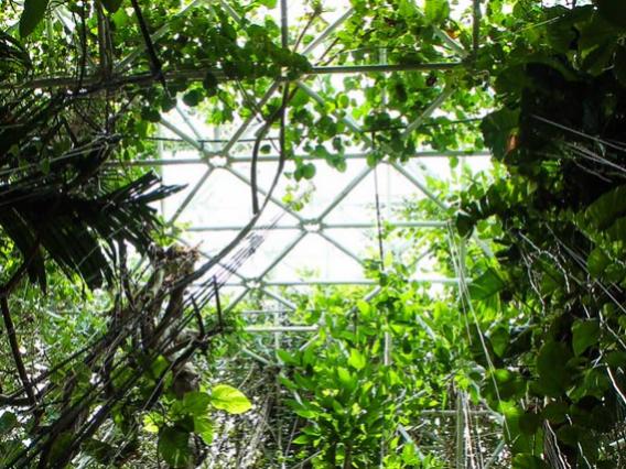 vines in biosphere 2