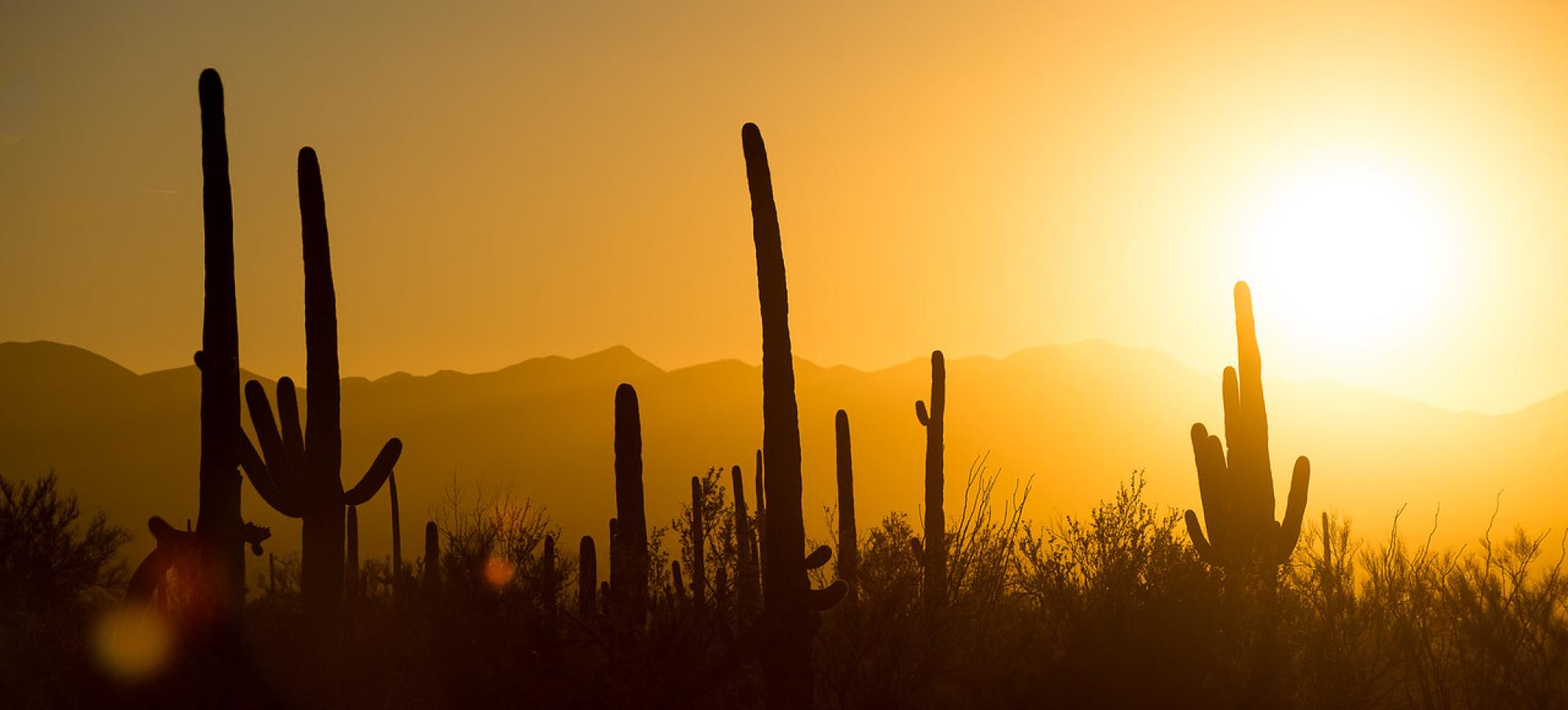 Sunset image of the desert, focusing on the tall saguaros in the distance