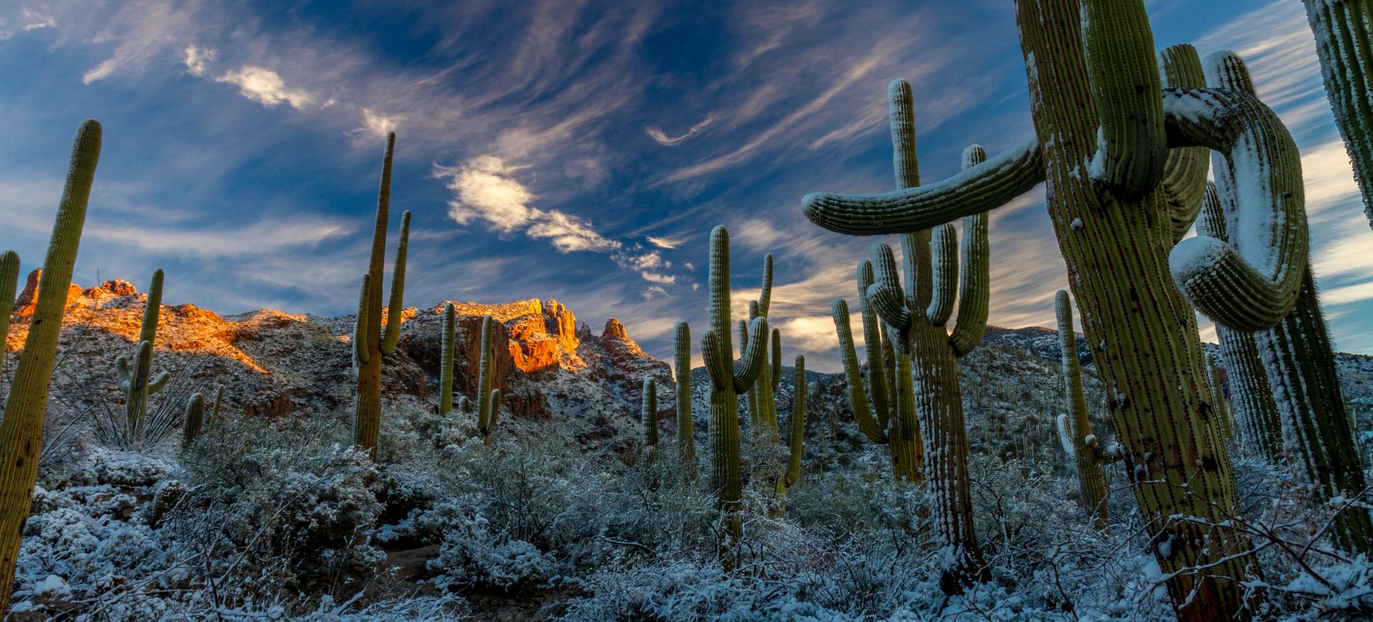 Snow on saguaro cactus in desert