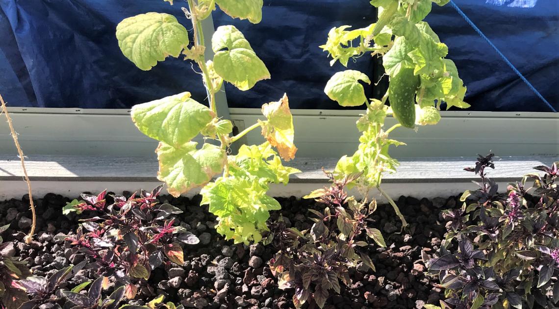 Hydroponic-grown basil and cucumbers at Awareness Ranch