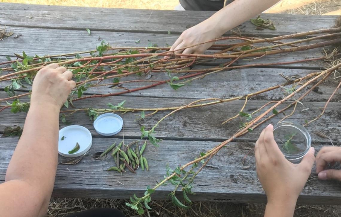 Garden volunteers sitting at a picnic table sorting and saving molokhia seeds.