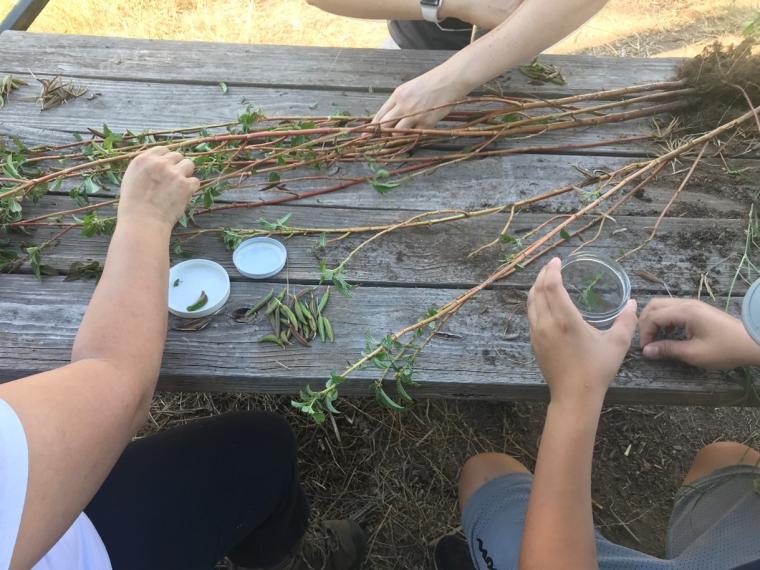 Garden volunteers sitting at a picnic table sorting and saving molokhia seeds.