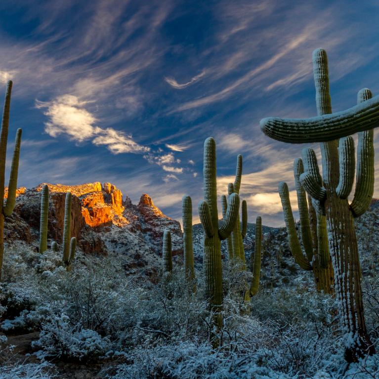 Snow on saguaro cactus in desert