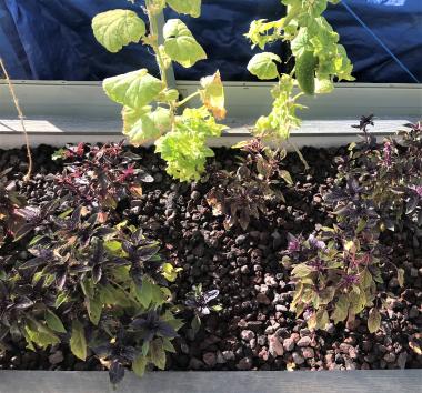 Hydroponic-grown basil and cucumbers at Awareness Ranch