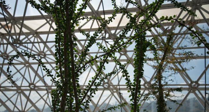 Image of vines growing inside Biosphere 2 with sky in the background 